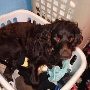 Meet your Posher, Dawn